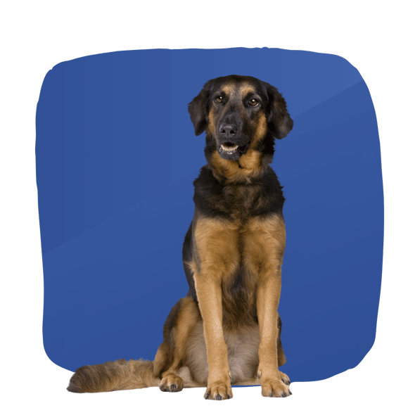 Dog sitting Blue