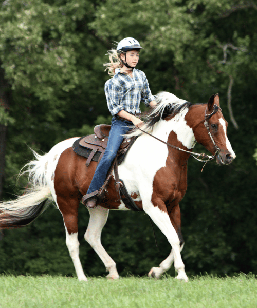 Industry Page - Entertainment Recreation - Photo Covers for Categories - Horse