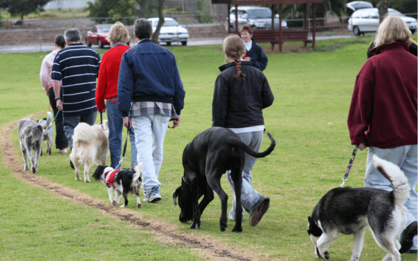 Wide Slider Images for Industry Specific Features - Dog Training