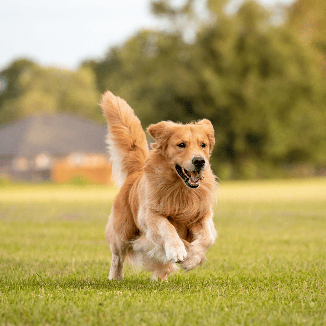 dog running