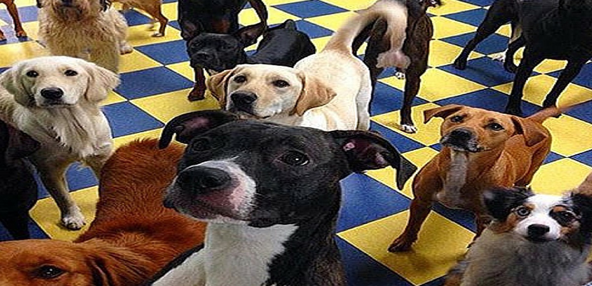 Philly Dog School